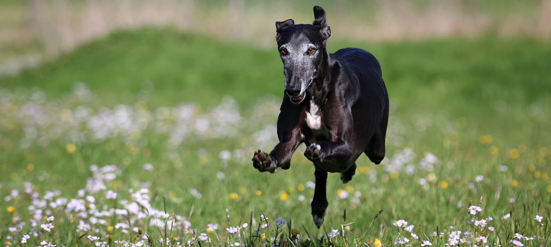 Galgo hero image
