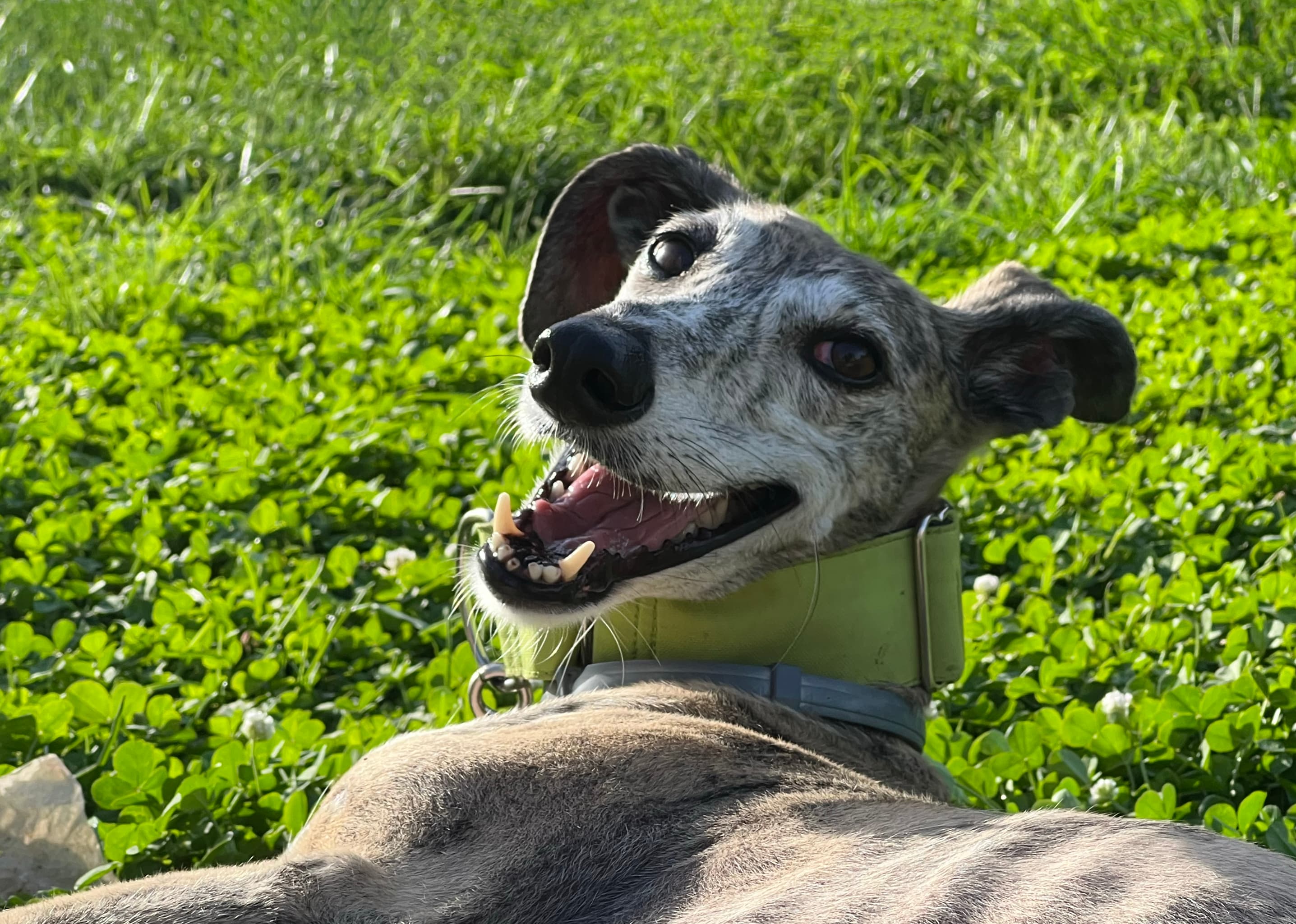Cómo cuidar a un galgo adoptado: Guía básica para hacerlo de diez