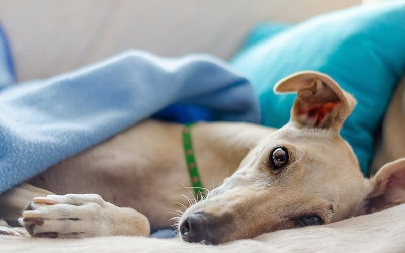 Quines despeses implica tenir un gos a la família?